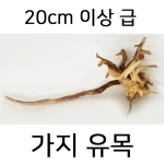 가지 유목 (大)