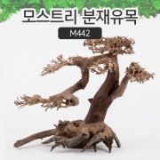 모스트리 분재유목(L) M442