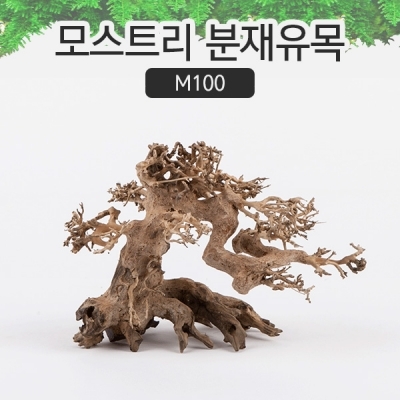 모스트리 분재유목(S) M100