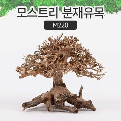 모스트리 분재유목(S) M220