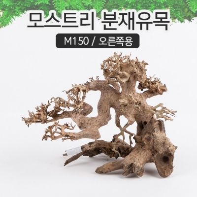 모스트리 분재유목(S) M150