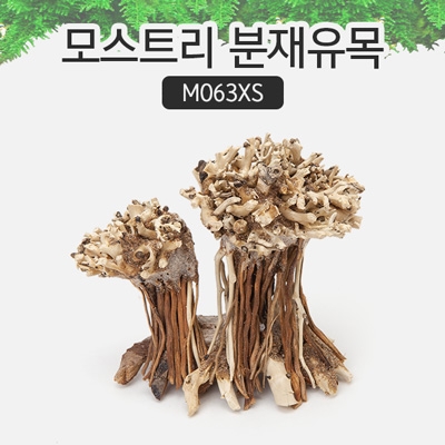 모스트리 분재유목(XS) M063XS