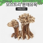 모스트리 분재유목(XS) M063XS