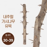 내추럴 가지나무 유목 (중) [30-40cm]