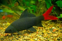 레드테일 블랙샤크 [1마리]