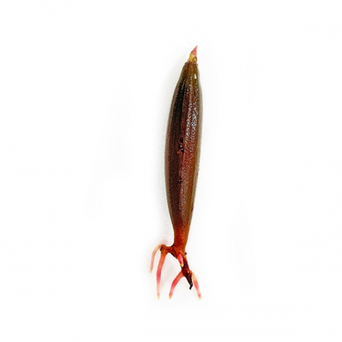맹그로브 (1벌브)