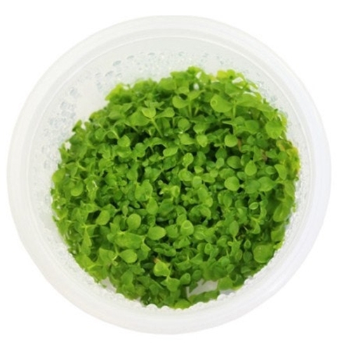 (무균수초)  미크란테뮴