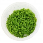 (무균수초)  미크란테뮴