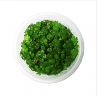 노치도메 무균컵수초/무균조직배양수초