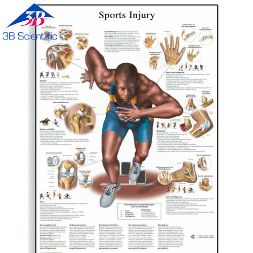 스포츠 부상 차트 Sports Injuries Chart VR1188L