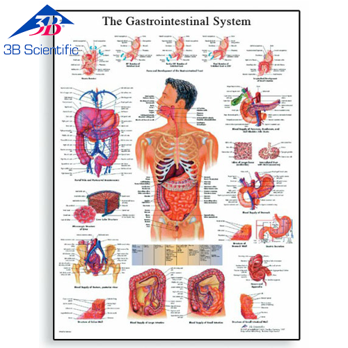 소화기 차트 The Gastrointestinal System Chart VR1422L