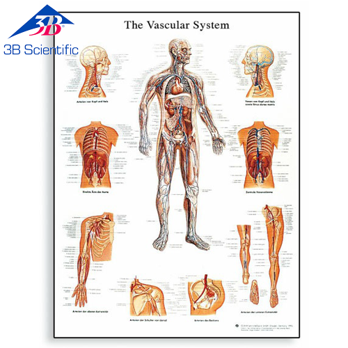 혈관계 차트 The Vascular System Chart VR1353L