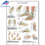 발 및 발관절 차트 Foot and Joints of Foot Chart VR1176L