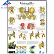 골반과 엉덩이 차트 Pelvis and Hip Char VR1172L