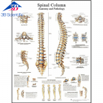 척추 차트 Spinal Column Chart VR1152L