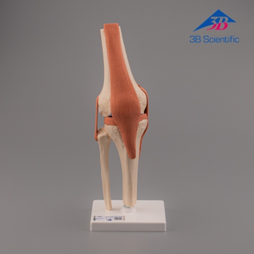 Produktbild von 3B Scientific A82/1 Deluxe Kniegelenk-Funktionsmodell – Lebensgroß, Beweglich, Mit Bändern + Kostenlose 3B Smart Anatomy App