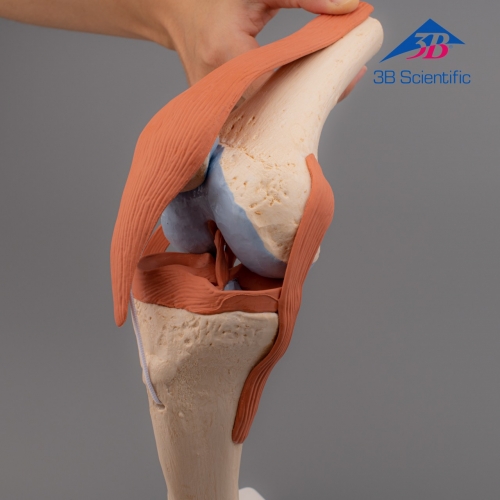 3B Scientific 고급형 무릎 모형 (A82/1) / 슬관절 모형 Functional Knee Joint