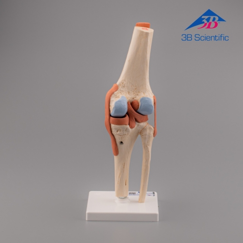 3B Scientific 고급형 무릎 모형 (A82/1) / 슬관절 모형 Functional Knee Joint