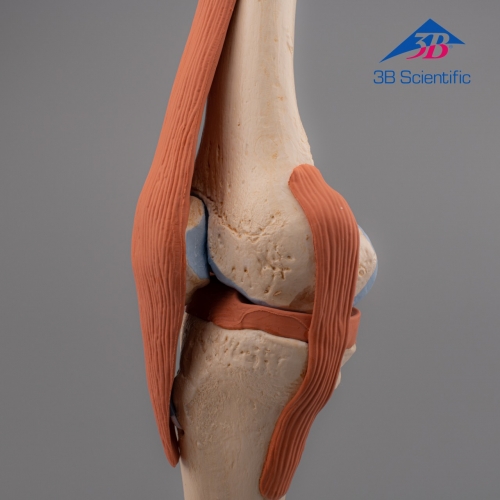 3B Scientific 고급형 무릎 모형 (A82/1) / 슬관절 모형 Functional Knee Joint