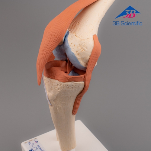 3B Scientific 고급형 무릎 모형 (A82/1) / 슬관절 모형 Functional Knee Joint