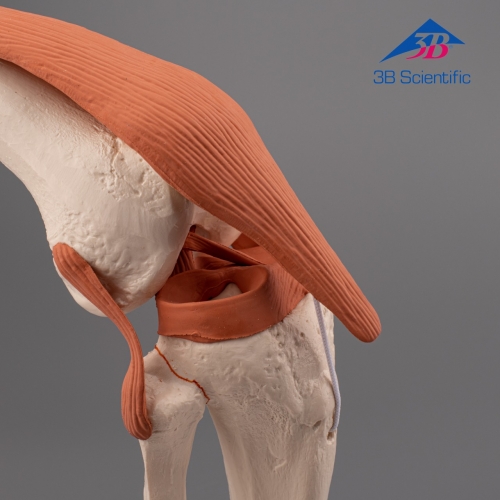 3B Scientific 무릎 모형 A82 / 슬관절 모형 Functional Knee Joint