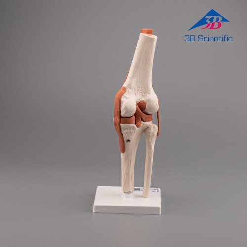 3B Scientific 무릎 모형 A82 / 슬관절 모형 Functional Knee Joint