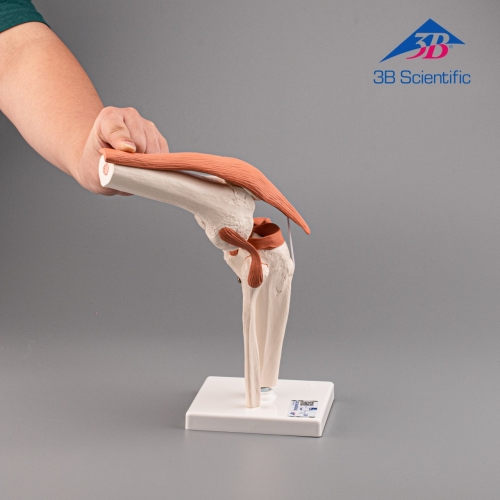 3B Scientific 무릎 모형 A82 / 슬관절 모형 Functional Knee Joint