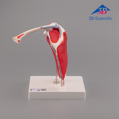 3B Scientific 어깨모형,견관절모형 A880 (회전근 부착), 5 파트 Shoulder Joint with Rotator Cuff - 5 part / 어깨 관절 모형