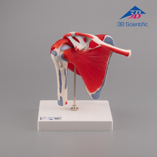 3B Scientific 어깨모형,견관절모형 A880 (회전근 부착), 5 파트 Shoulder Joint with Rotator Cuff - 5 part / 어깨 관절 모형