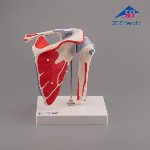 3B Scientific 어깨모형,견관절모형 A880 (회전근 부착), 5 파트 Shoulder Joint with Rotator Cuff - 5 part / 어깨 관절 모형