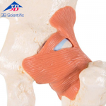 기능형 고관절 모형 Deluxe Functional Hip Joint Model A81/1 [1000162]