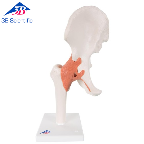 기능적 고관절 모형 Functional Hip Joint A81 [1000161]