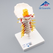 3B Scientific 경추 모델 A72