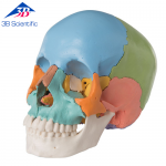 3B Scientific 성인 두개골 교육용 채색 모형, 22파트 A291 (1023540)