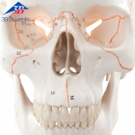 번호가 기입된 기본형의 두개골 모형, 3 파트분리 A21