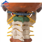 경추 교육용 두개골 모형, 4-파트 Didactic Human Skull Model on Cervical Spine, 4 part A20/2 [1000048]