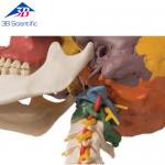 경추 교육용 두개골 모형, 4-파트 Didactic Human Skull Model on Cervical Spine, 4 part A20/2 [1000048]