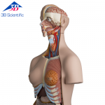 디럭스 양성 상반신 모형 B30(24 파트 분리)