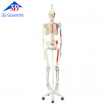 Skeleton Max A11/1 [1013859]