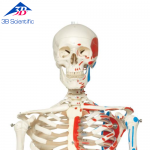 Skeleton Max A11/1 [1013859]