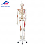 전신골격 Super Human Skeleton Model "Sam" A13/1 [1000034]