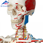 전신골격 Super Human Skeleton Model "Sam" A13/1 [1000034]