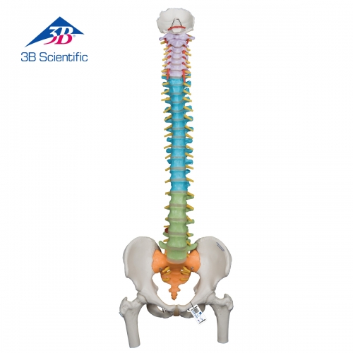 대퇴골두가 있는 교육용 척추모형 A58/9 Item: 1000129