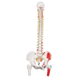 근육이 표현된 유연한 척추모형 A58/3 Classic Flexible Spine Model with Femur Heads and Painted Muscles / Item: 1000123