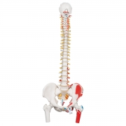 근육이 표현된 유연한 척추모형 A58/3 Classic Flexible Spine Model with Femur Heads and Painted Muscles / Item: 1000123