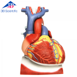 횡경막 위에 거치된 심장모형, 실제크기3배, 10-파트 VD251 [1008547]