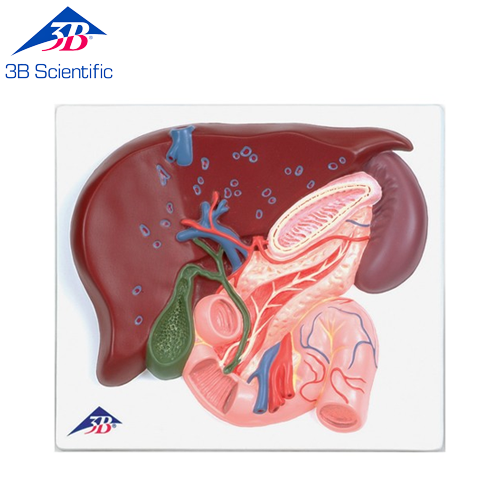간, 담낭, 이자, 십이지장 모형 VE315 [1008550]