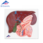 간, 담낭, 이자, 십이지장 모형 VE315 [1008550]