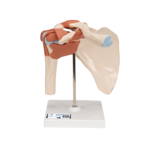 3B Scientific 고급형 어깨관절 (견관절) 모형 A80/1Deluxe Functional Shoulder Joint Model 어깨 관절과 인대 [1000160] / 어깨모형