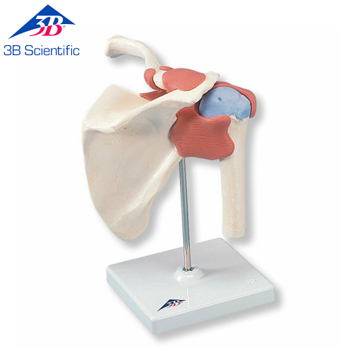 3B Scientific 고급형 어깨관절 (견관절) 모형 A80/1Deluxe Functional Shoulder Joint Model 어깨 관절과 인대 [1000160] / 어깨모형